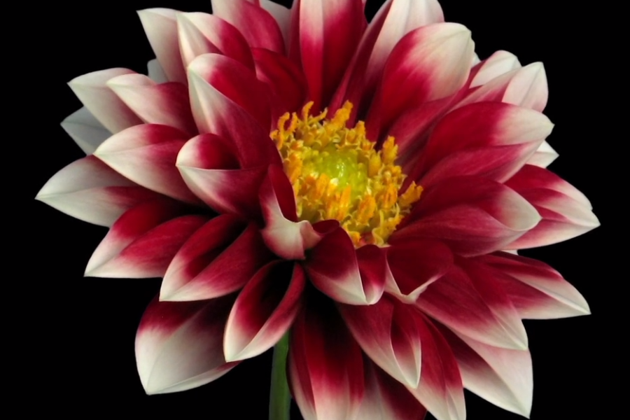 stillebillede videoen growing